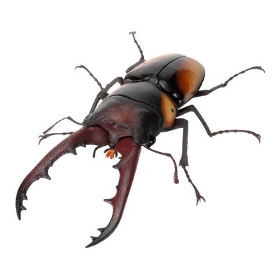 生物大图鉴 锹形虫11