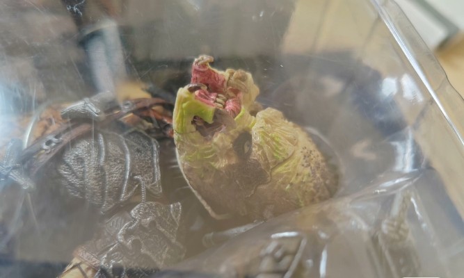 S.H.MonsterArts 异形大战铁血战士 独狼铁血战士 重装备