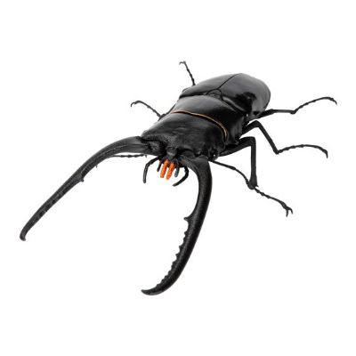 生物大图鉴 锹形虫11