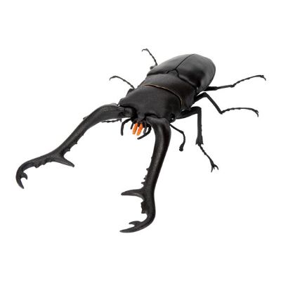 生物大图鉴 锹形虫11