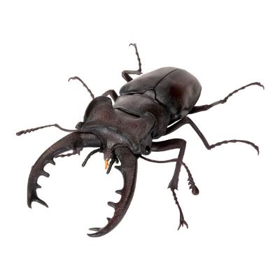 生物大图鉴 锹形虫11