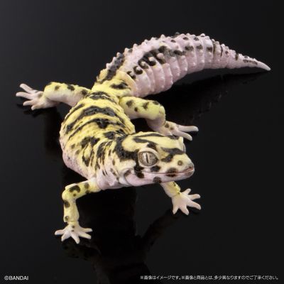 进化生物大图鉴 精选版 02