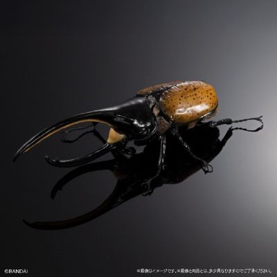 扭蛋 生物大图鉴Advance 独角仙０４ 展示支架&树皮台座（中）套装