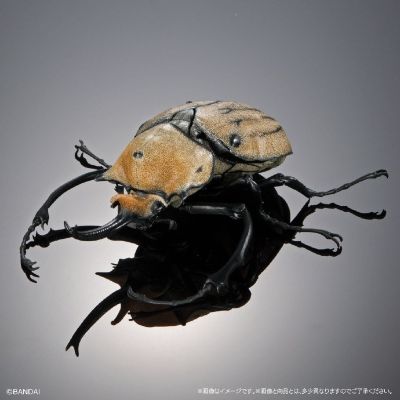 扭蛋 生物大图鉴Advance 独角仙０４ 展示支架&树皮台座（中）套装