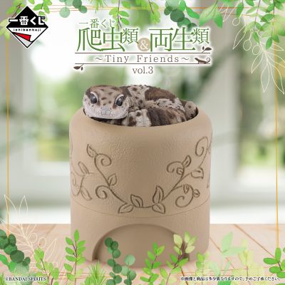 D奖 西非拟蜥蜴守宫与仿洞穴造型收纳盒