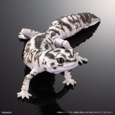 进化生物大图鉴 精选版 02