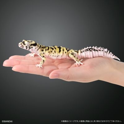 进化生物大图鉴 精选版 02