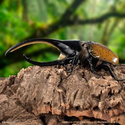 扭蛋 生物大图鉴Advance 独角仙０４ 展示支架&树皮台座（中）套装