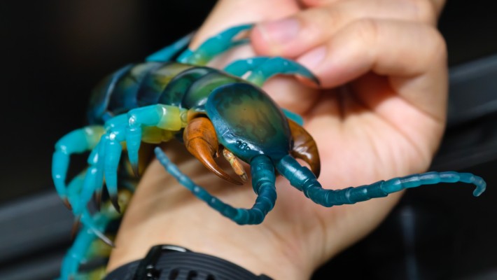 终极生物大图鉴系列 琉神大蜈蚣