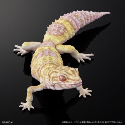 进化生物大图鉴 精选版 02