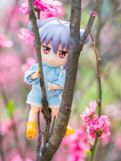 生物大图鉴 独角仙09