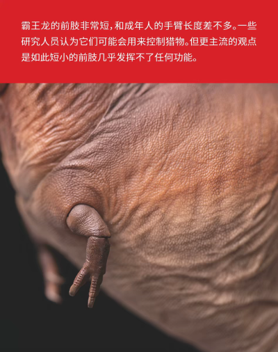 可动玩具系列01霸王龙卡梅隆