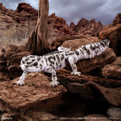 进化生物大图鉴 精选版 02