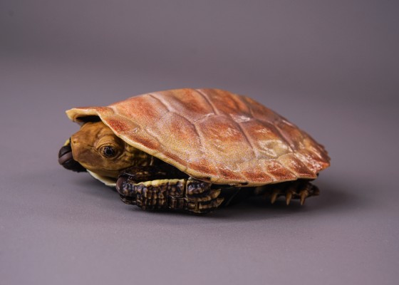 进化生物大图鉴 龟02 附带磁铁的石头形展示架套装
