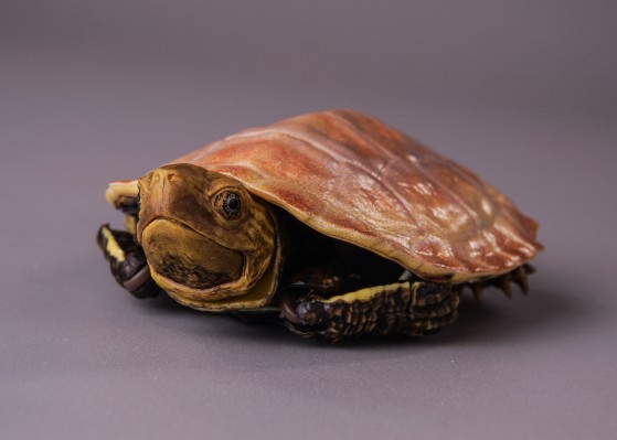 进化生物大图鉴 龟02 附带磁铁的石头形展示架套装