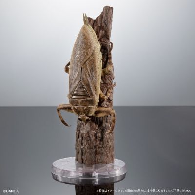 扭蛋 生物大图鉴Advance 水生昆虫02