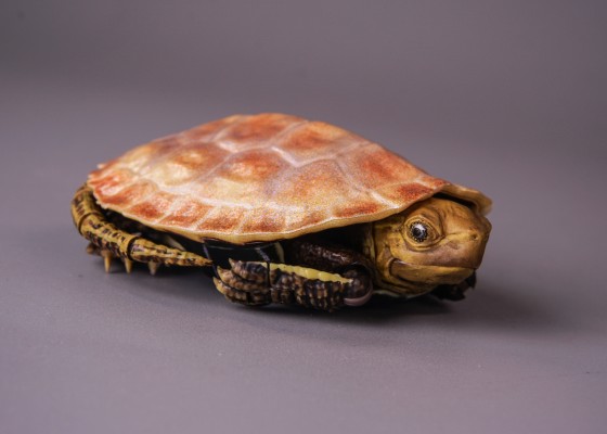 进化生物大图鉴 龟02 附带磁铁的石头形展示架套装