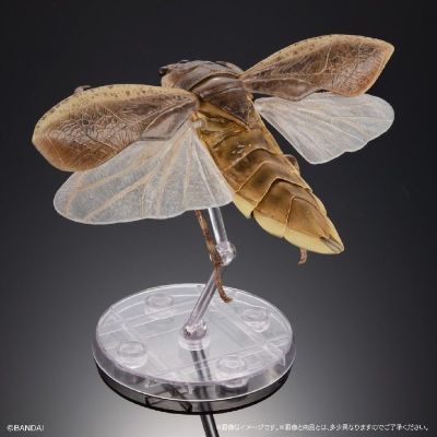 扭蛋 生物大图鉴Advance 水生昆虫02