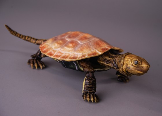 进化生物大图鉴 龟02 附带磁铁的石头形展示架套装