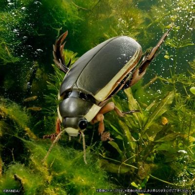 扭蛋 生物大图鉴Advance 水生昆虫02