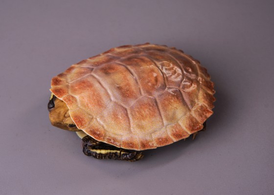 进化生物大图鉴 龟02 附带磁铁的石头形展示架套装
