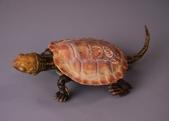 进化生物大图鉴 龟02 附带磁铁的石头形展示架套装