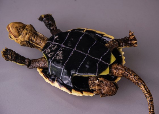 进化生物大图鉴 龟02 附带磁铁的石头形展示架套装