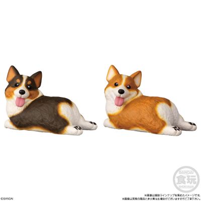 Mochirikororin ♪ 狗狗