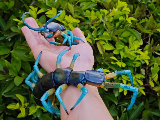 终极生物大图鉴系列 琉神大蜈蚣