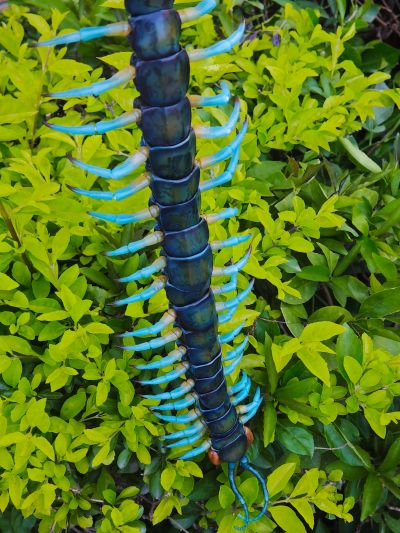终极生物大图鉴系列 琉神大蜈蚣