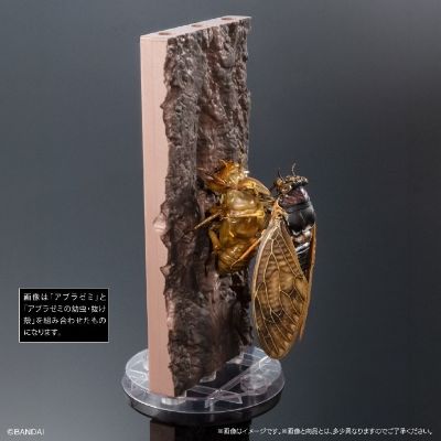 扭蛋 生物大图鉴ADVANCE 蝉02 展示支架套装