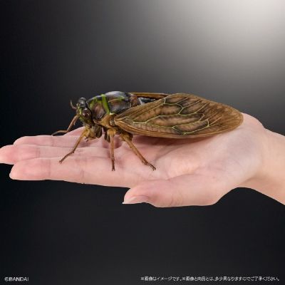扭蛋 生物大图鉴ADVANCE 蝉02 展示支架套装