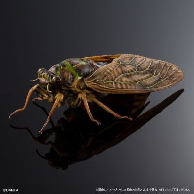 扭蛋 生物大图鉴ADVANCE 蝉02 展示支架套装