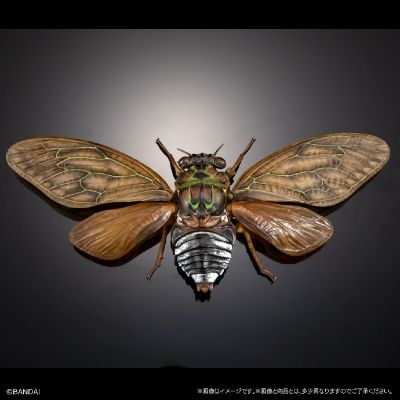 扭蛋 生物大图鉴ADVANCE 蝉02 展示支架套装