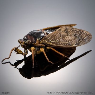 扭蛋 生物大图鉴ADVANCE 蝉02 展示支架套装