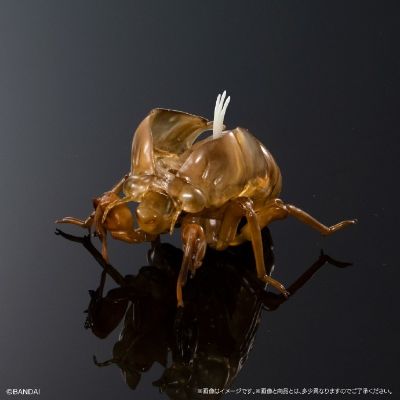 扭蛋 生物大图鉴ADVANCE 蝉02 展示支架套装