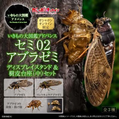 扭蛋 生物大图鉴ADVANCE 蝉02 展示支架套装