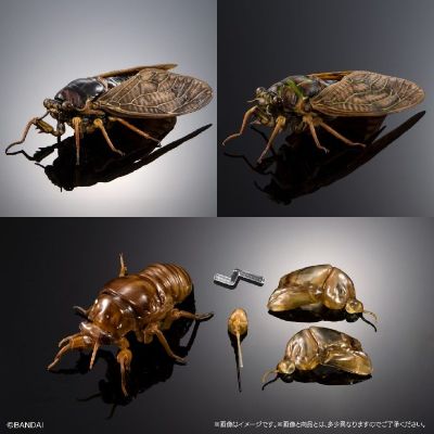 扭蛋 生物大图鉴ADVANCE 蝉02 展示支架套装