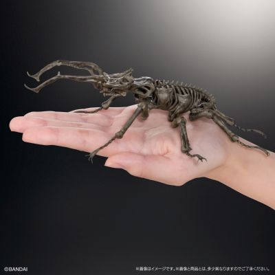 扭蛋中的艺术：昆虫骨骼标本