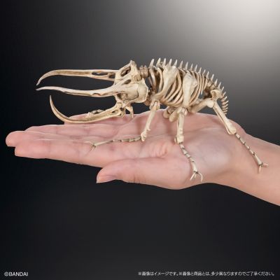 扭蛋中的艺术：昆虫骨骼标本