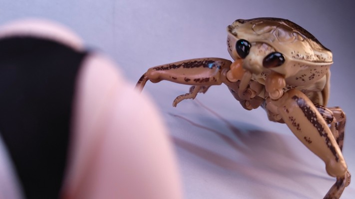 进化生物大图鉴  水生昆虫 田鳖 展示架套装
