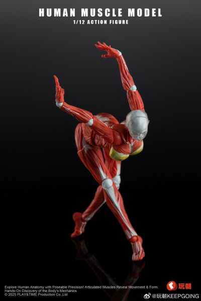 W Muscle Model 超可动女性人偶