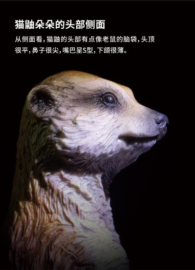 PNSO动物园成长陪伴模型12 猫鼬朵朵
