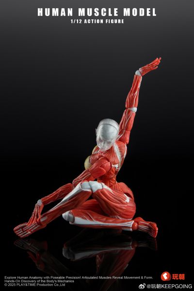 W Muscle Model 超可动女性人偶