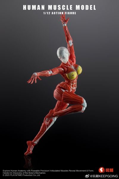 W Muscle Model 超可动女性人偶