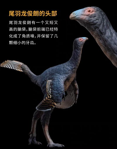 成长陪伴模型93  尾羽龙俊朗
