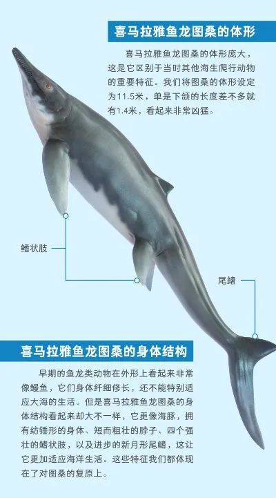 PNSO恐龙大王-成长陪伴系列55 喜马拉雅鱼龙图桑