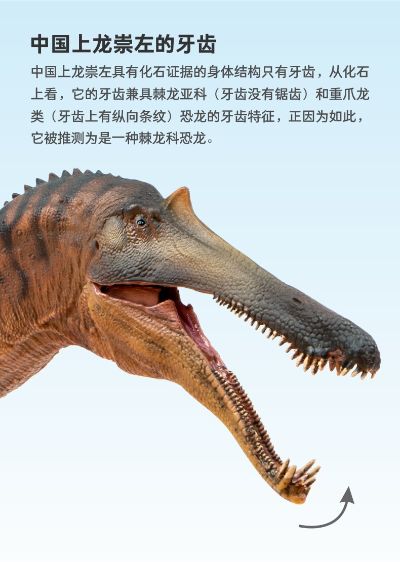 PNSO恐龙大王 成长陪伴模型66 中国上龙崇左