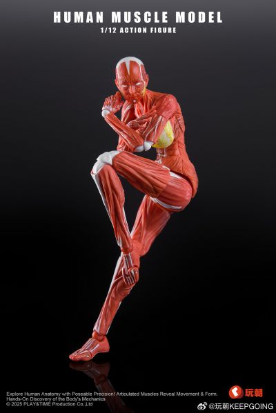W Muscle Model 超可动女性人偶