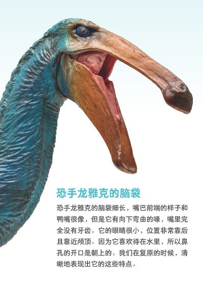 PNSO恐龙大王 成长陪伴模型64 恐手龙雅克